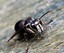 baldfaced hornet baldfaced hornet