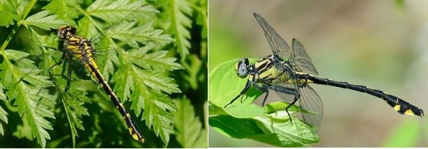 Spine-crowned clubtail and splendid clubtail dragonflies