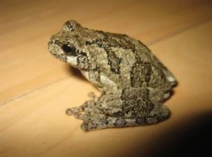 Gray Treefrog