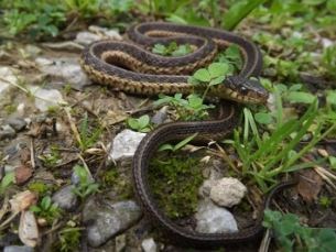 Eastern Garter Snake