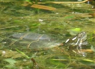 Eatern Painted Turtle in water