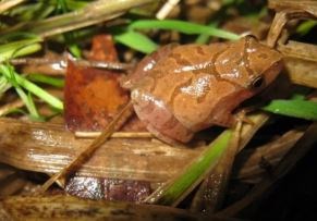 Spring Peeper Frog