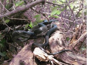 black ratsnake on logs