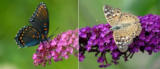 Spicebrush Swallowtail and Hackberry Emperor Butterflies on flowers
