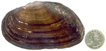 freshwater clams