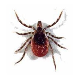 Deer Tick