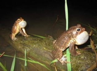 Two American Toads on a log