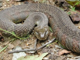 brown northern water snake