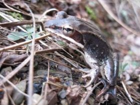 Wood Frog