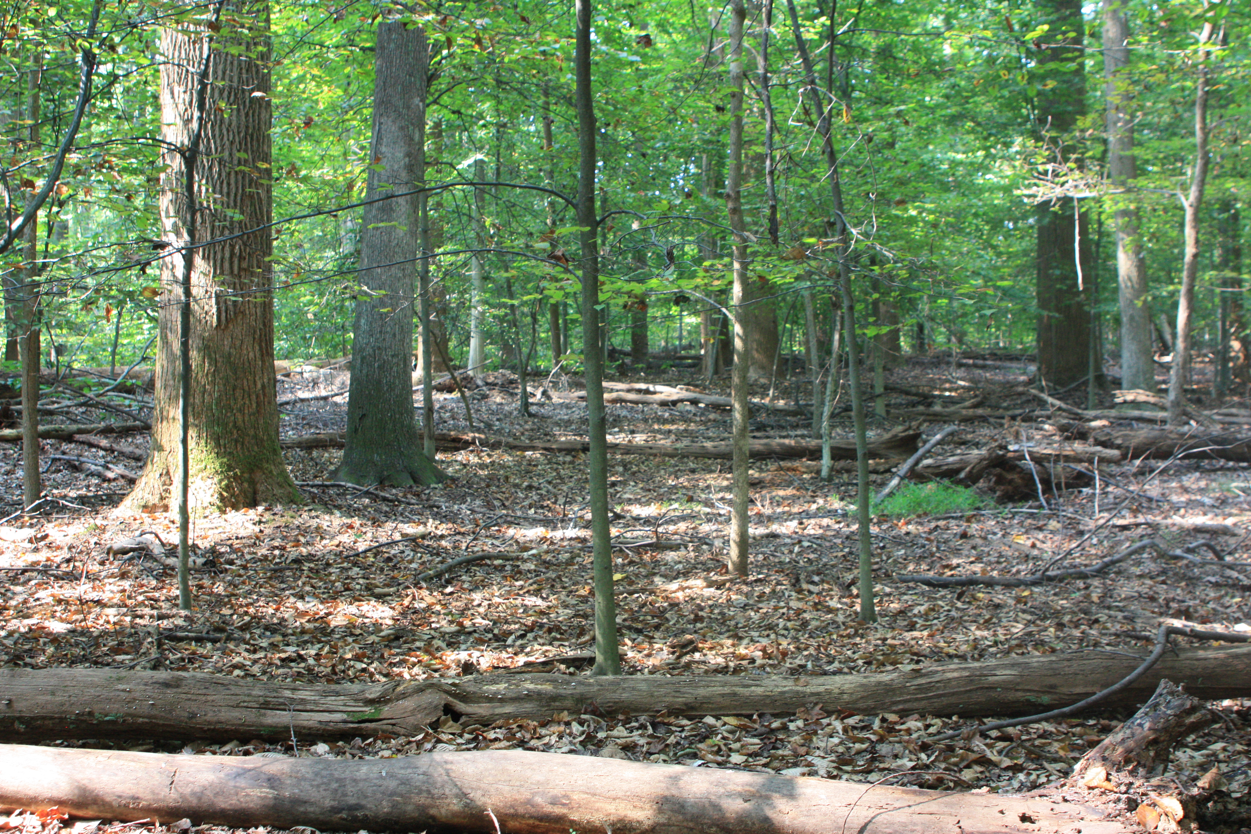 A view of the forest floor between trees