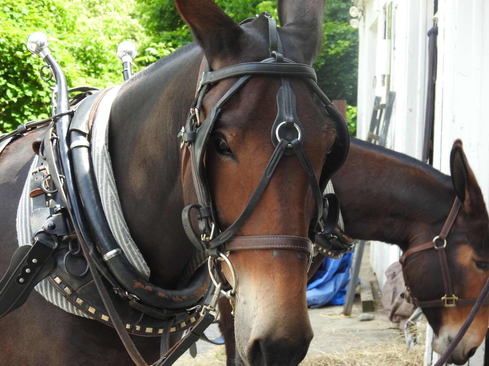 Mule in Georgetown