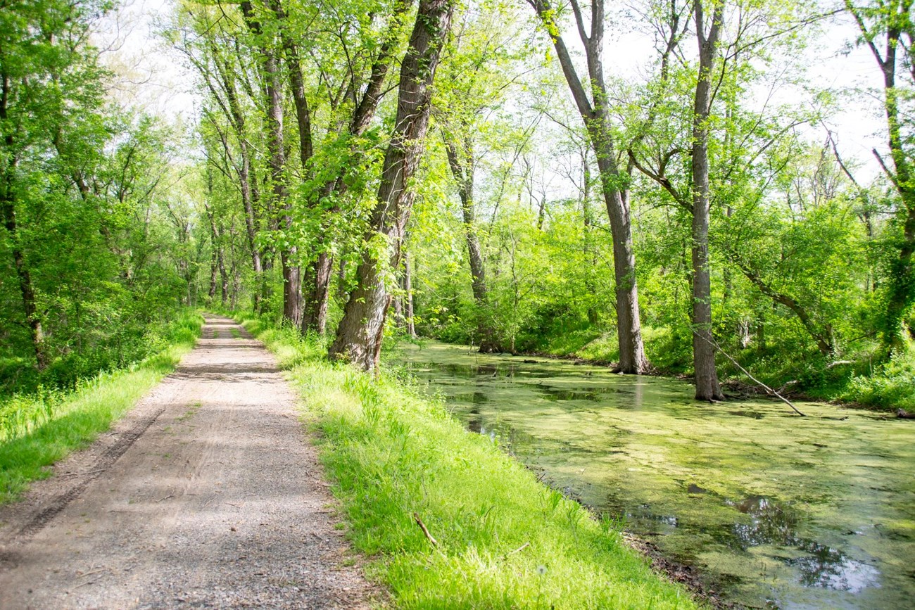 Canal and towpath at Mile 40. Water filled canal surrounded by green trees.