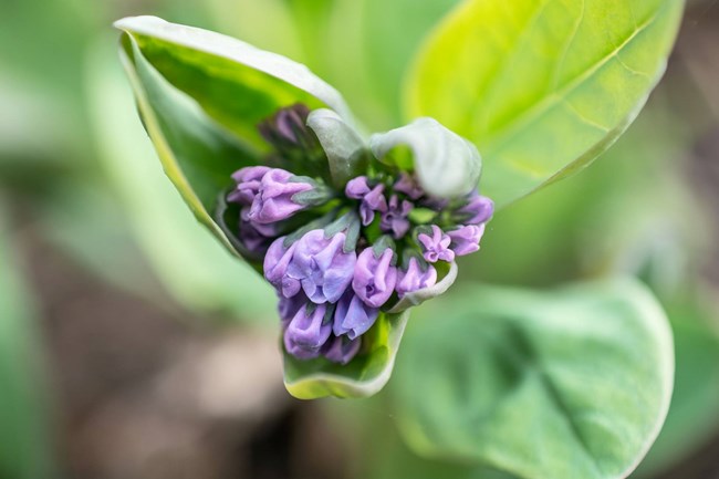 Close up of Virginia Blue Bells in full bloom.