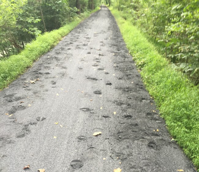 Equestrian damage to a new section of towpath.