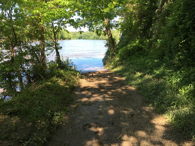 A portion of a dirt path surrounded dense, green vegetation is covered with high river water