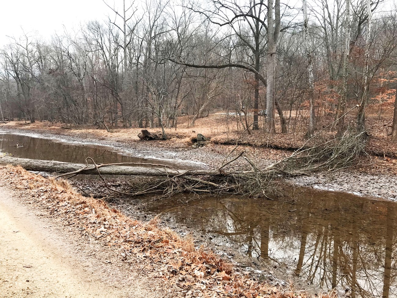 A downed tree spans across a canal with very little water in it