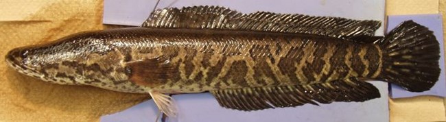 Northern snakehead
