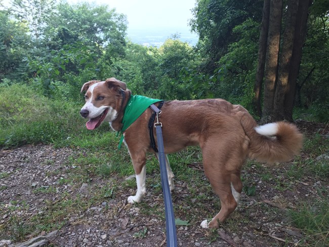 Dog with a green BARK ranger kerchief on a leash at an overlook in Catoctin Mountain Park.