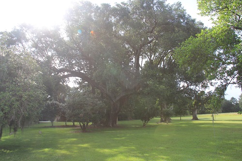 Trees and grass field