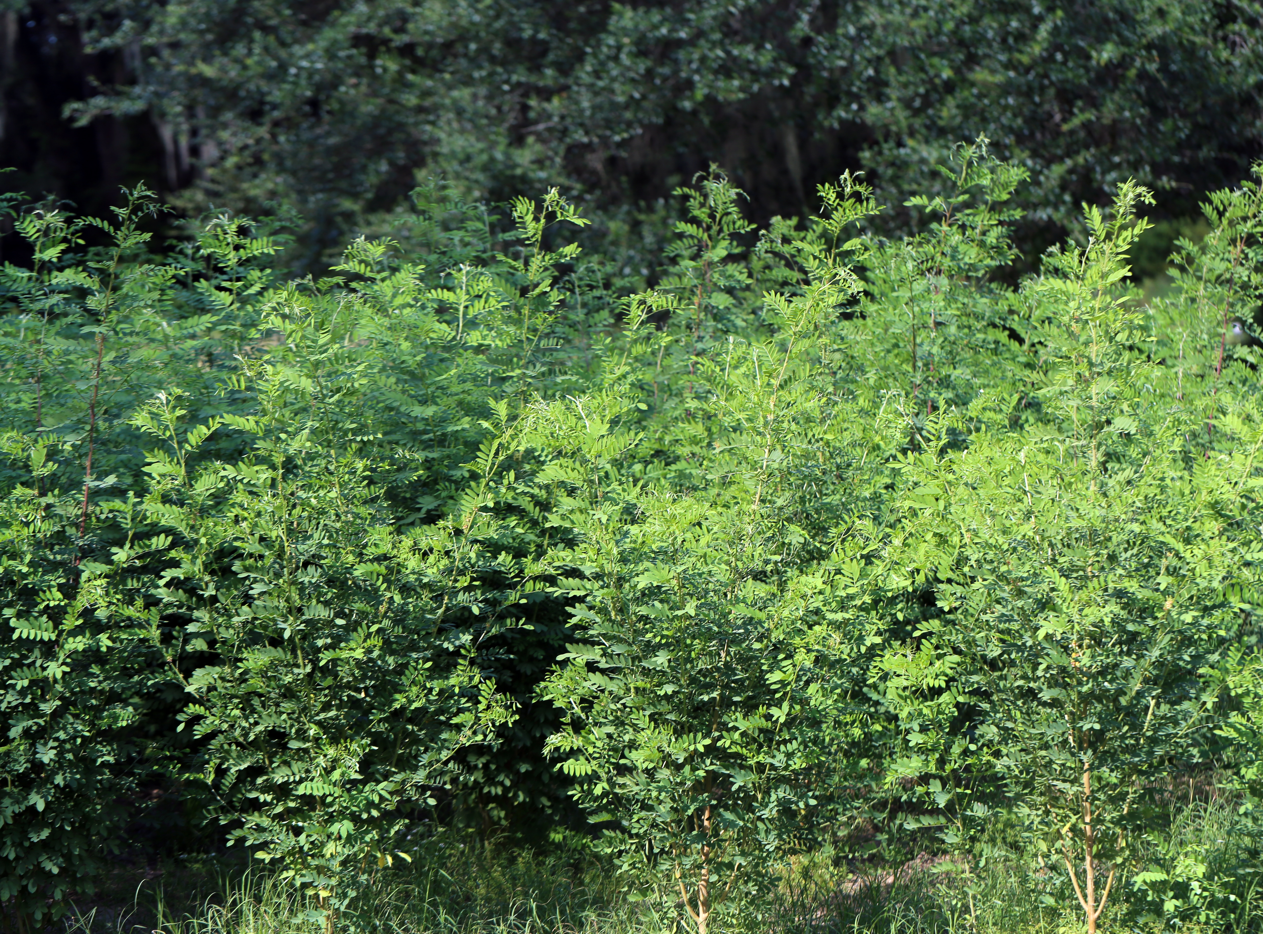 Indigo Plants Green Indigo Plants