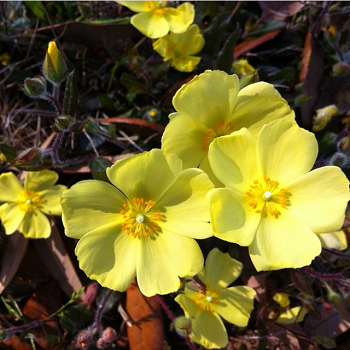 Yellow Flowers