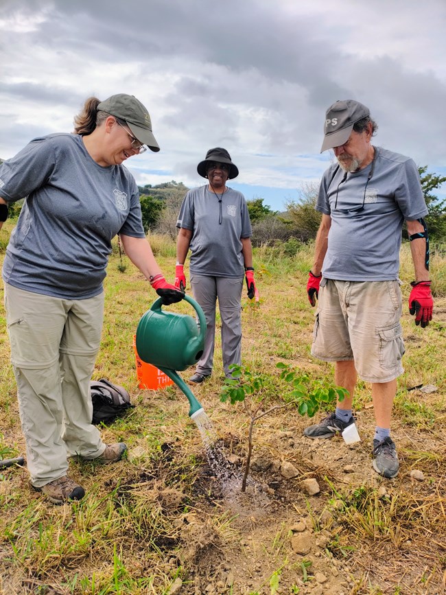 Photo of three volunteers watering plants