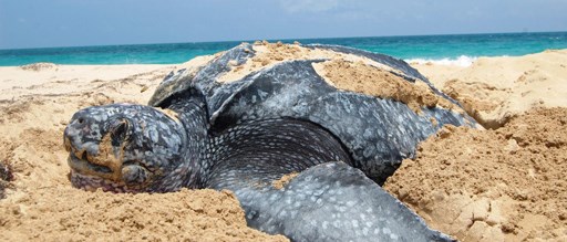 leatherback turtle in sand at Sandy Point NWR