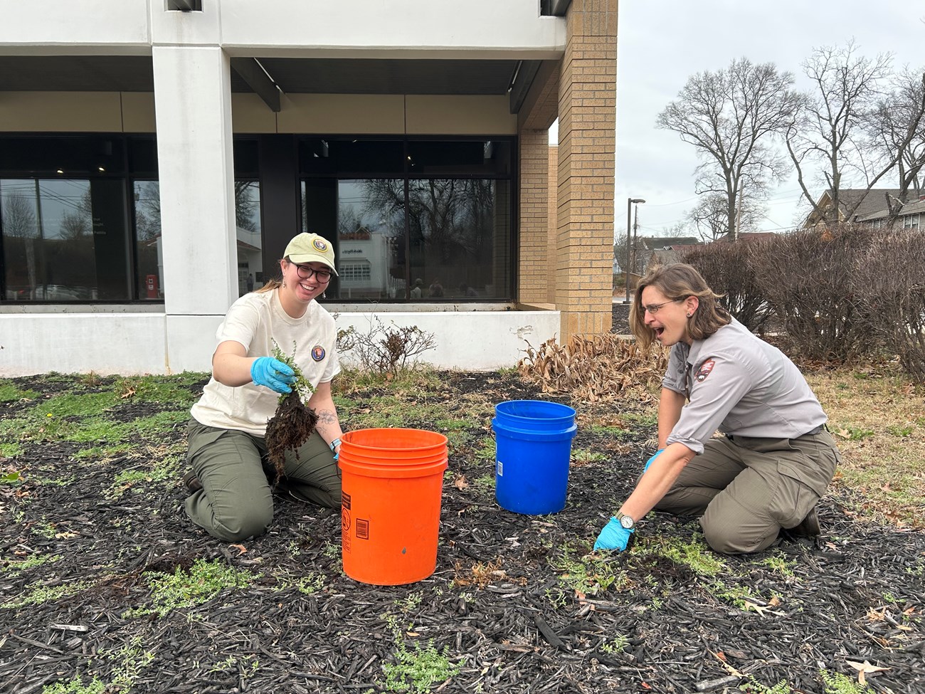 Two people wearing work gloves kneel in a mulched planting bed outside a building, pulling plants by hand and placing them into orange and blue buckets during an outdoor landscaping and restoration activity.