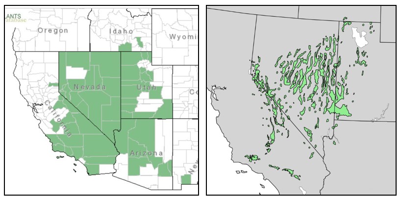 Maps of Pinyon Pine range.