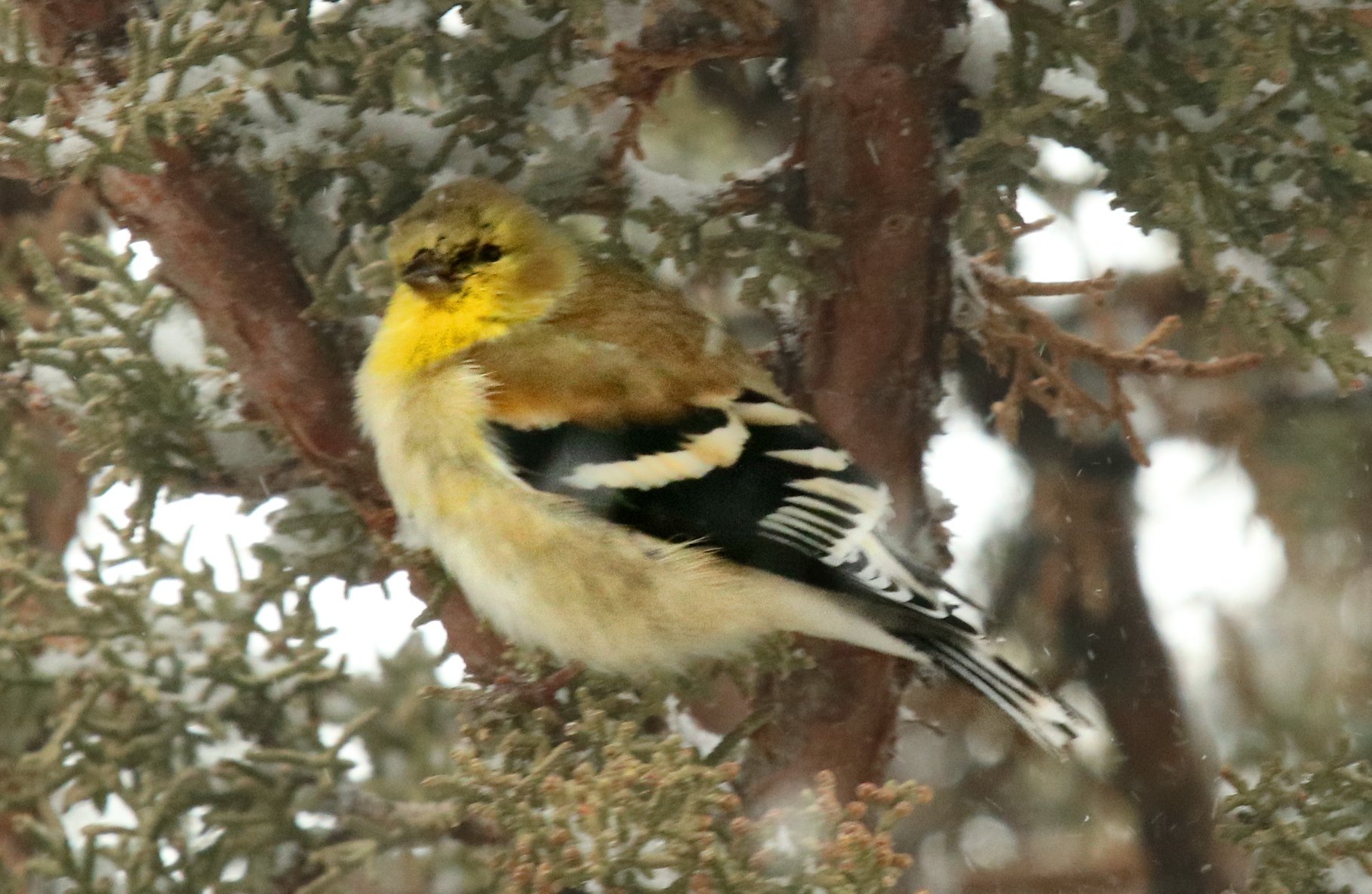 American Goldfinch perched in Juniper
