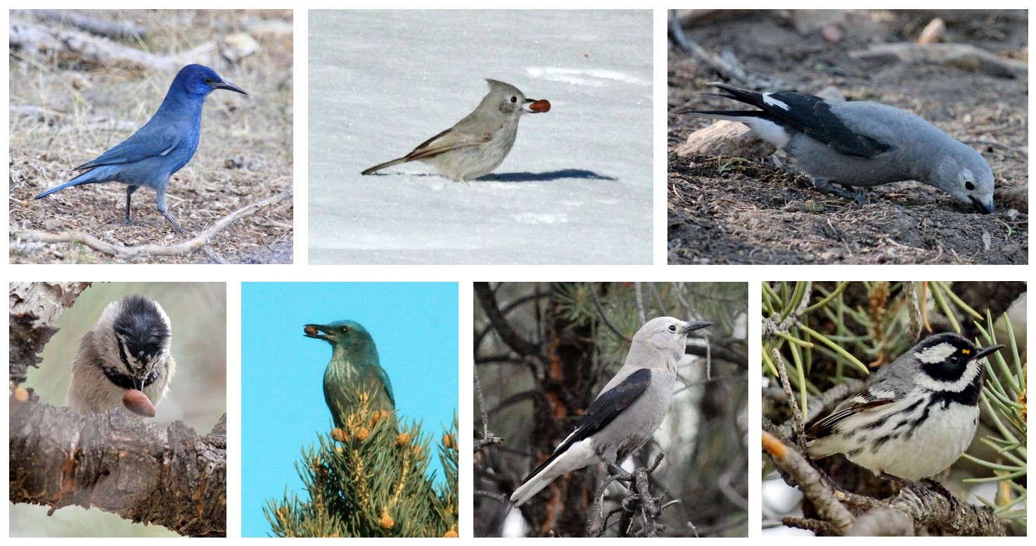 Birds with pine nuts or sitting in pine trees.