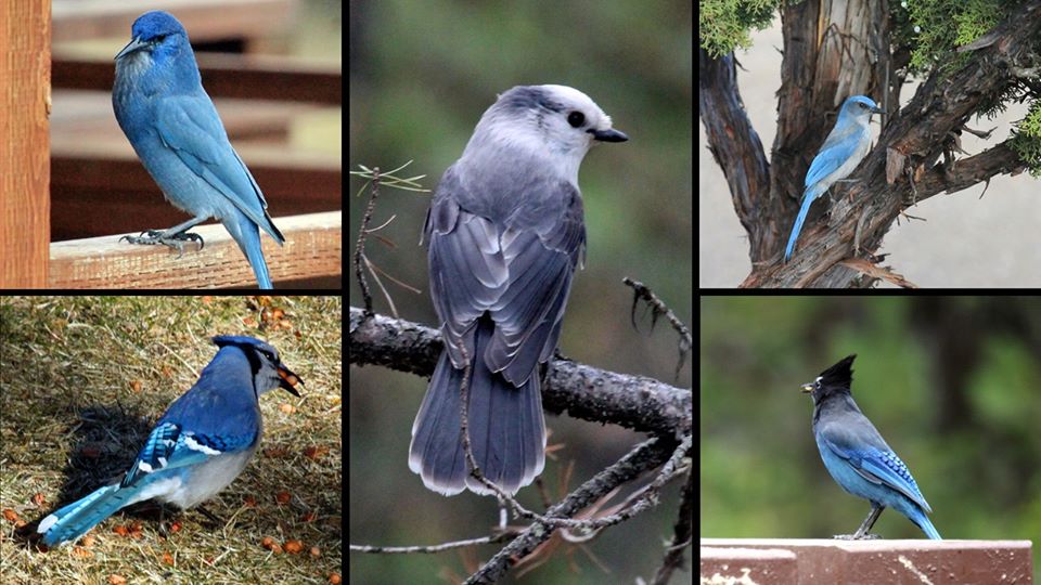 Blue Jays Five images of different Blue Jays.