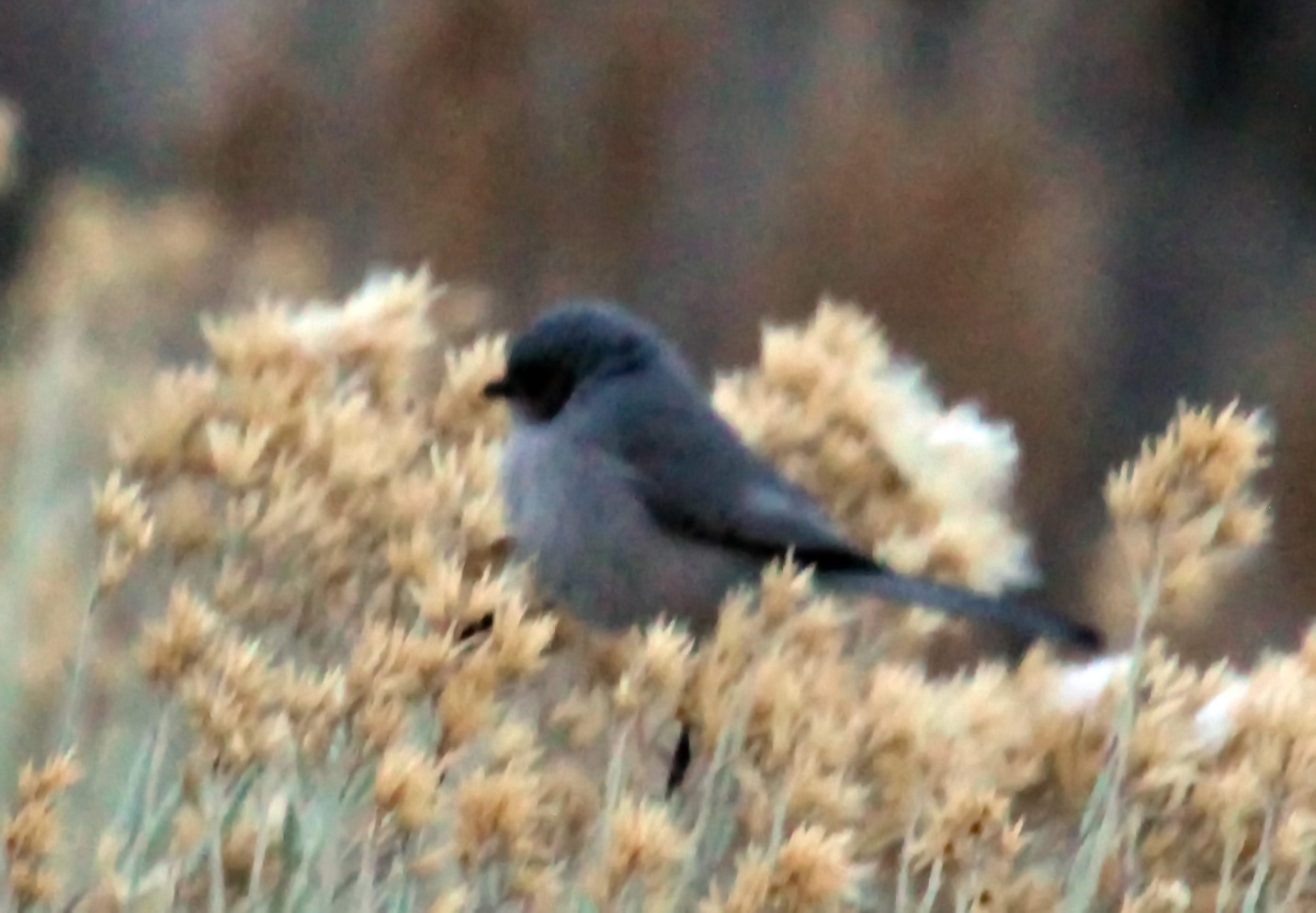 Bushtit perched in Rabitt Brush