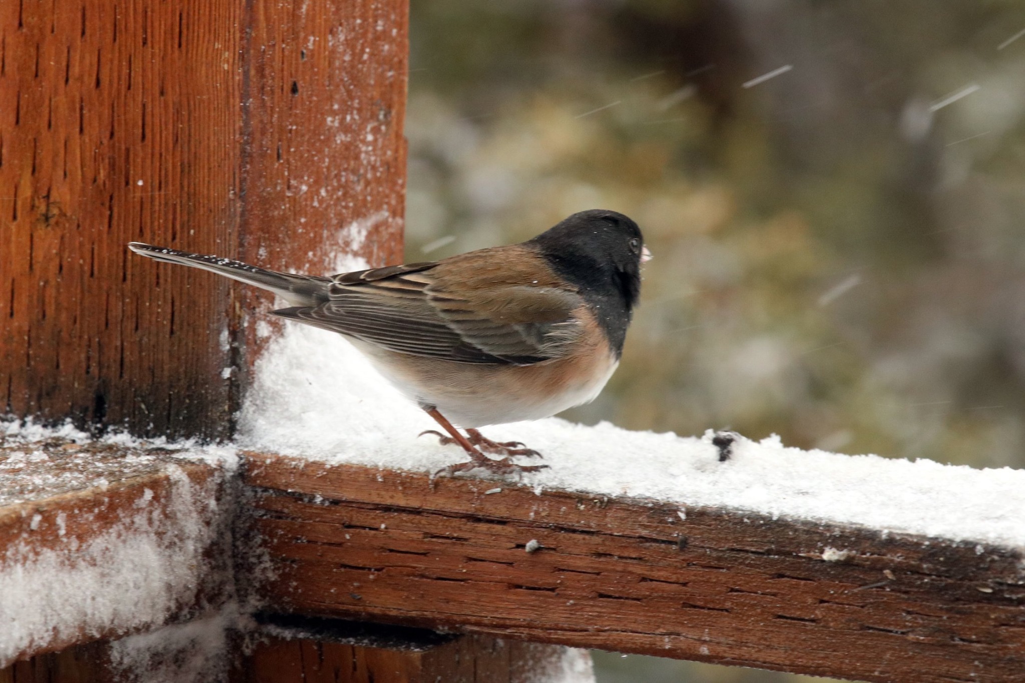 Dark Eyed Junco
