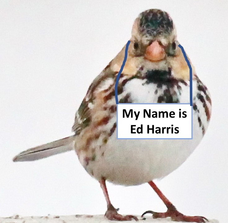 Harris's Sparrow A Harris's Sparrow with a sign stating