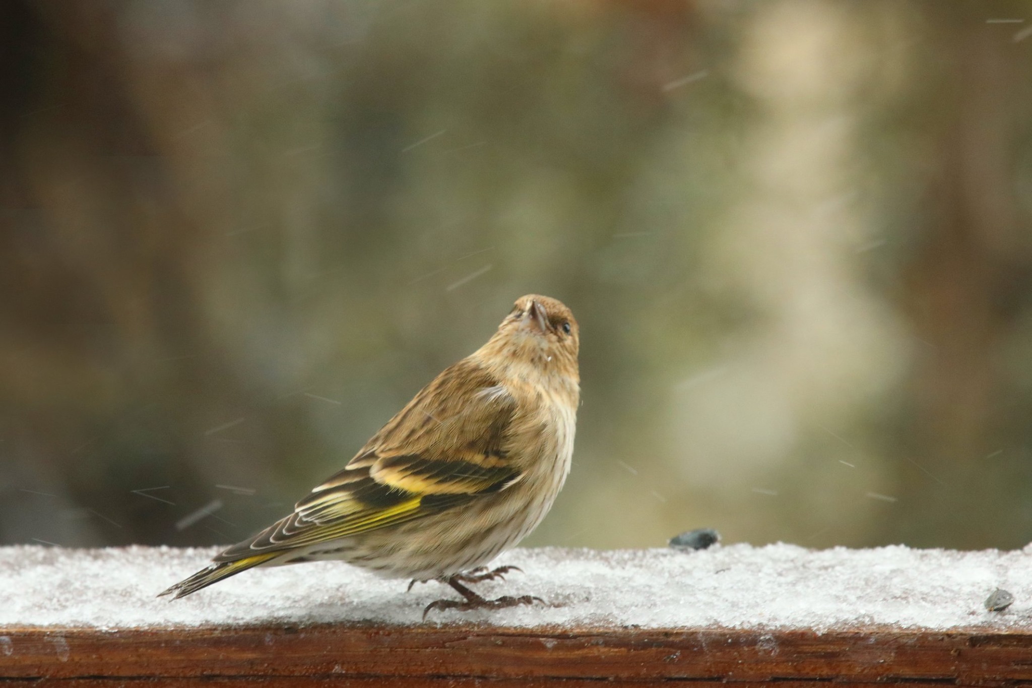 Pine Siskin