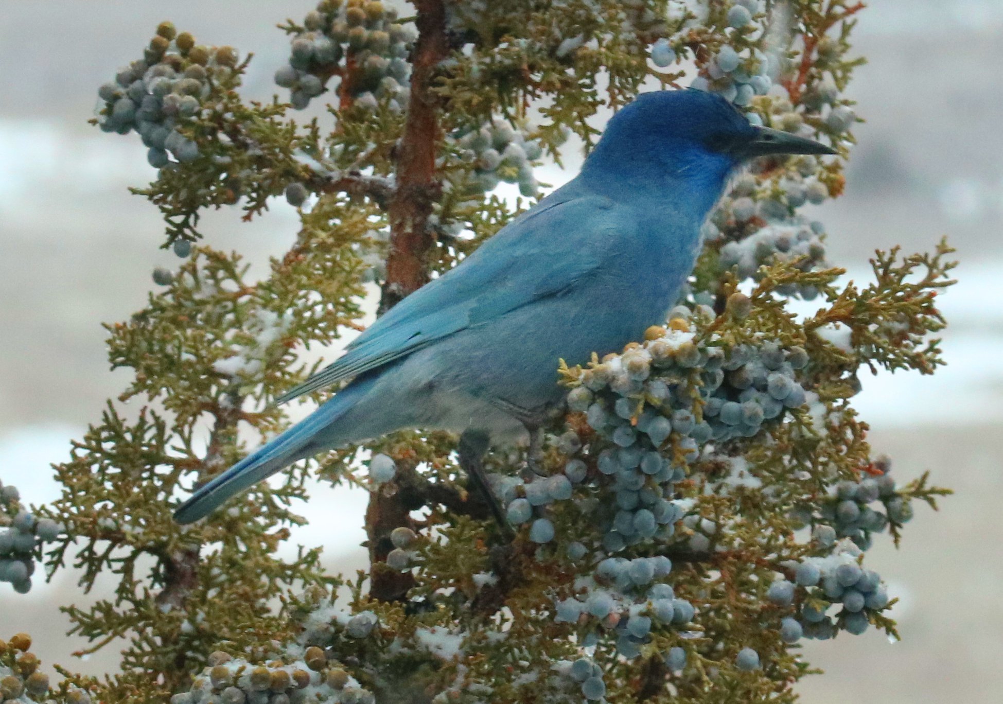 Pinyon Jay perched in Juniper