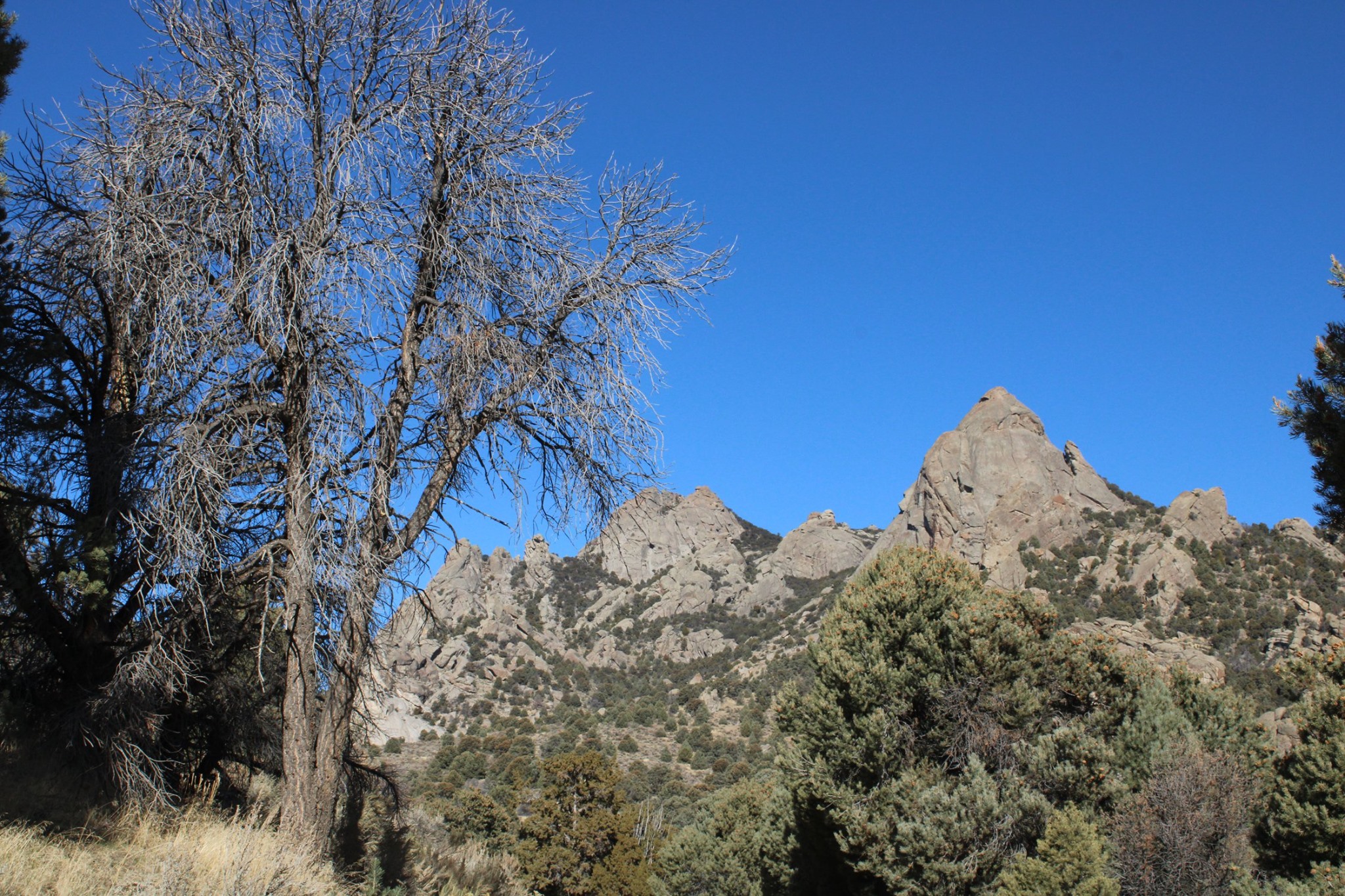 Dead pine tree along the road in City of Rocks.