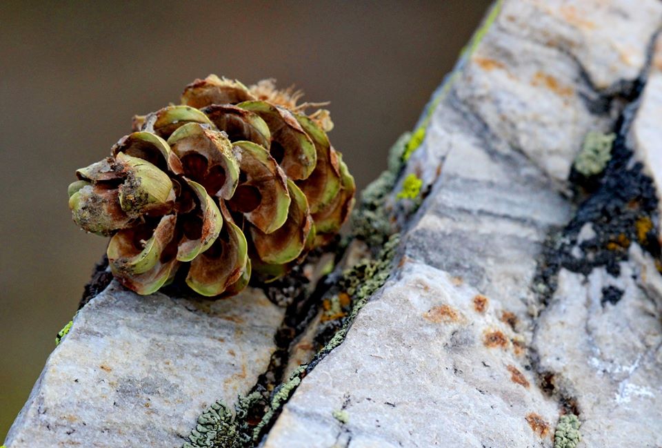 Pine cone on a rock.