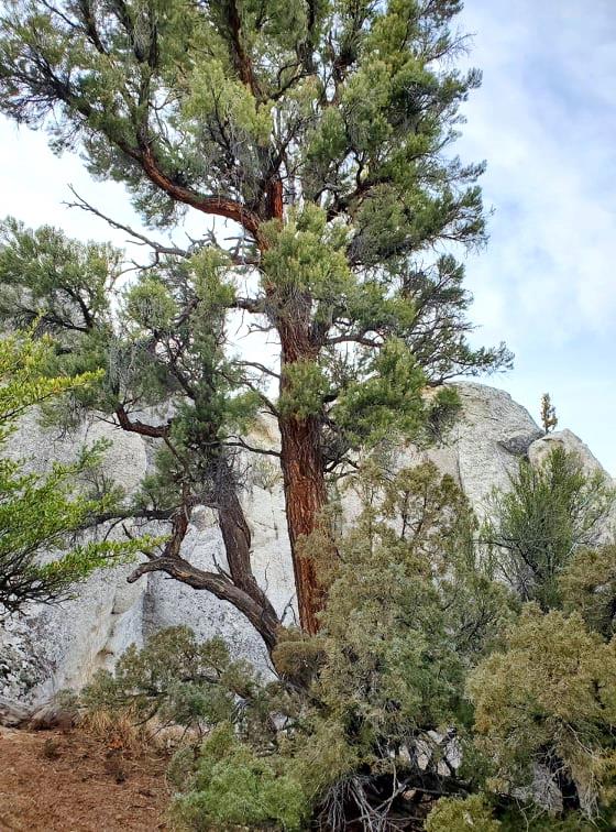 Idaho's Champion Pinyon Pine