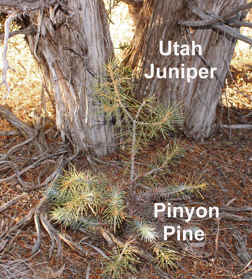 Pinyon Pine seedling growing at the base of a large Utah Juniper tree.