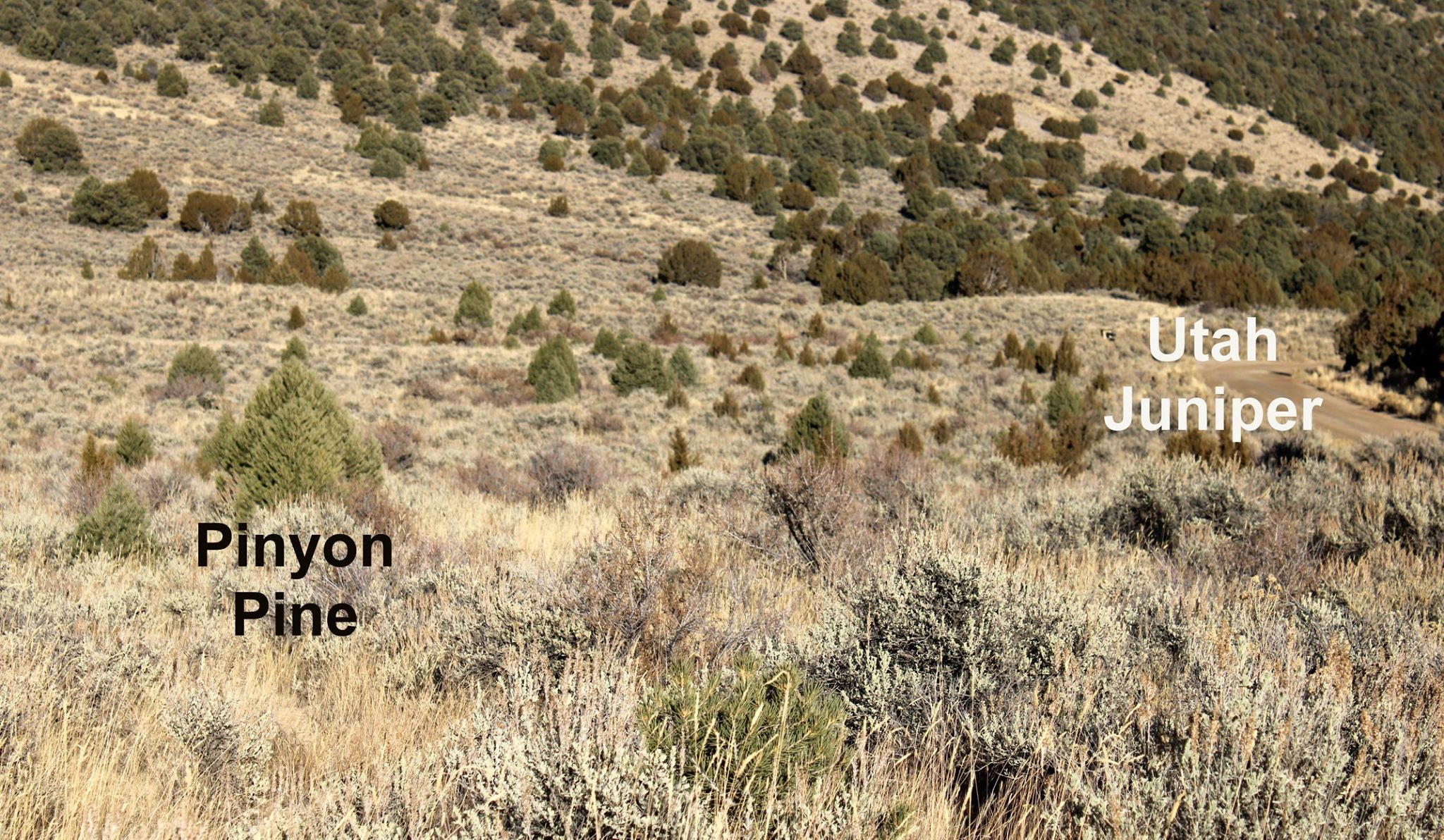 Pinyon and juniper trees in the City of Rocks landscape.