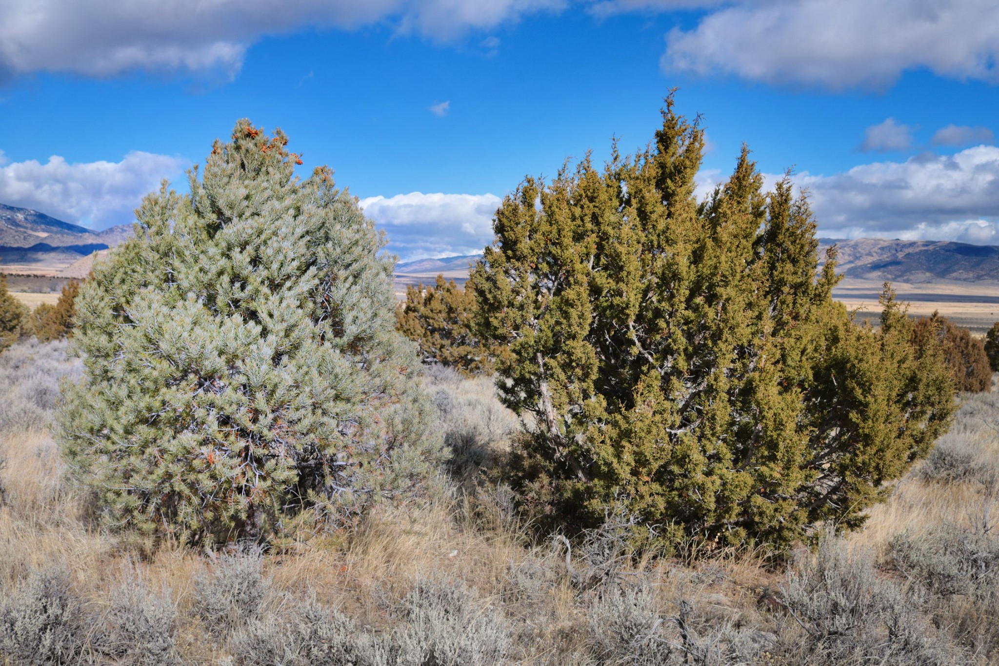 A Pine and a Juniper of similar size and shape grow side by side.