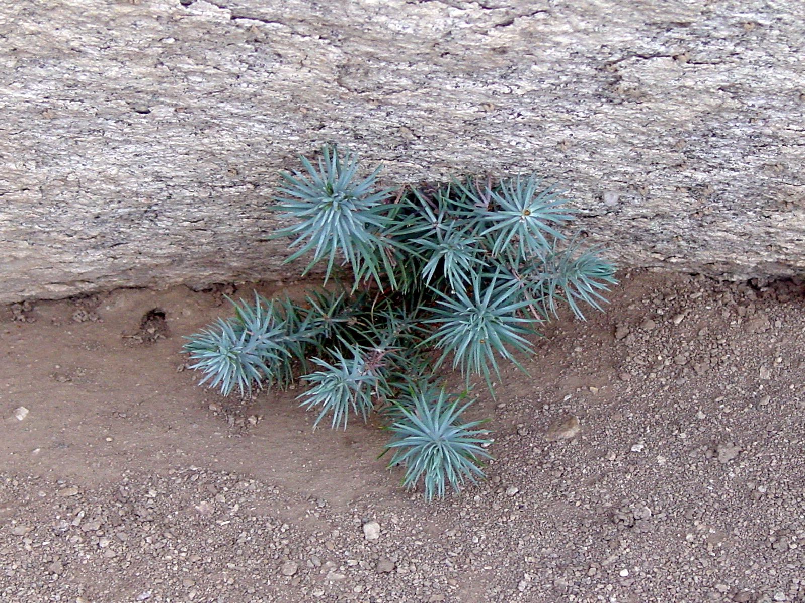 Small pine seedling growing at the base of a rock.