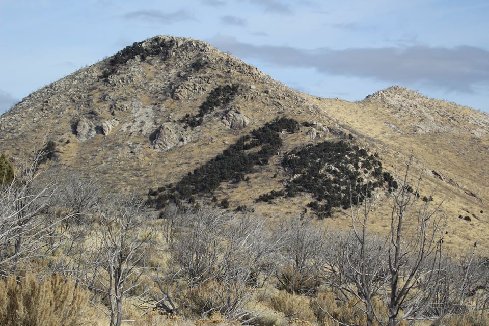 Hillside in City of Rocks depicting dead tree skeletons years after a fire.