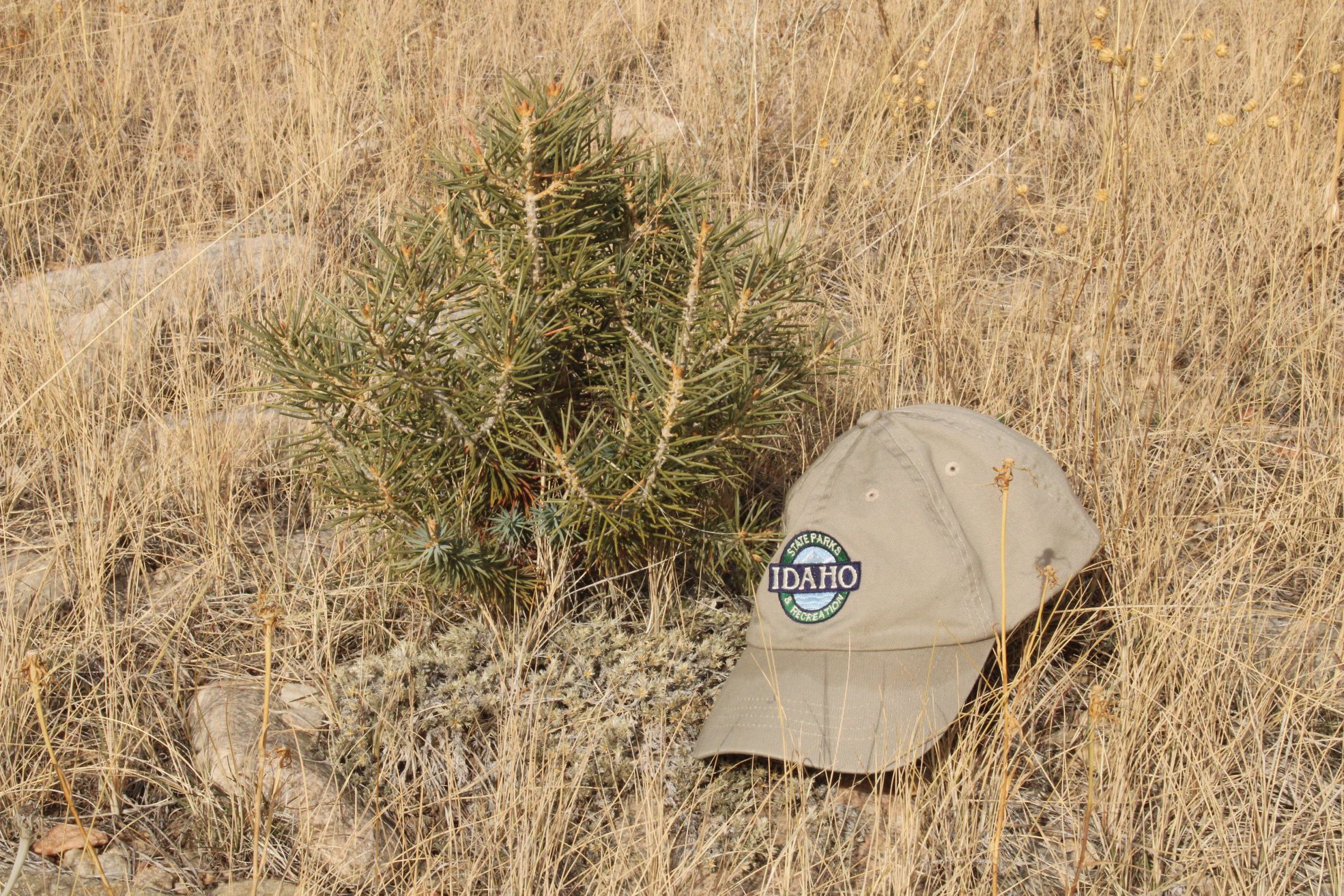 Pinyon seedling with a hat sitting next to it.
