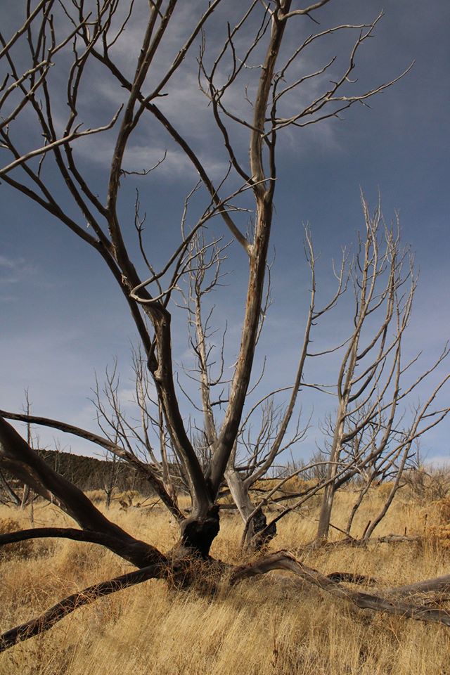 Juniper tree skeleton years after a fire.