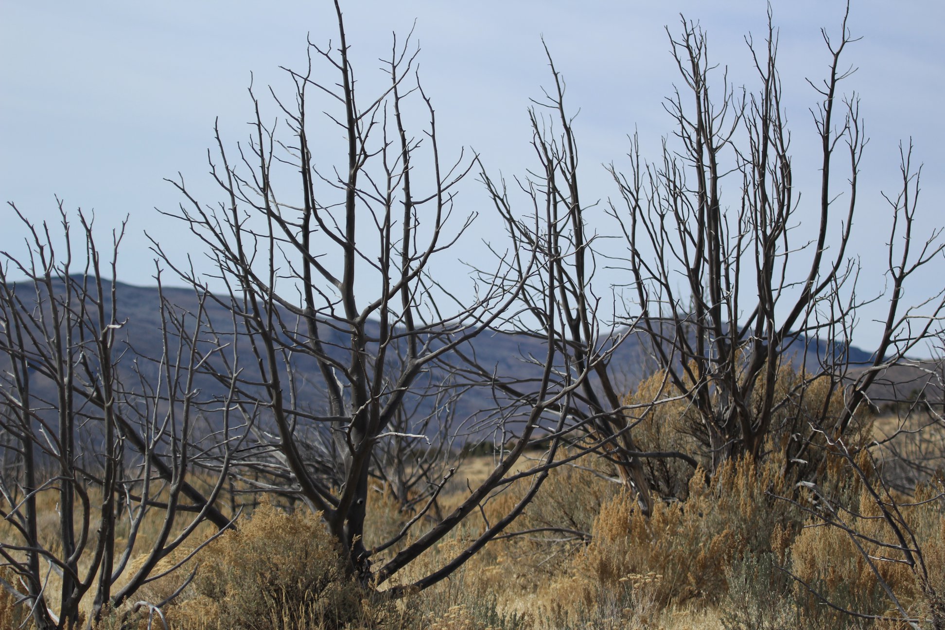 Tree skeletons years after a fire.