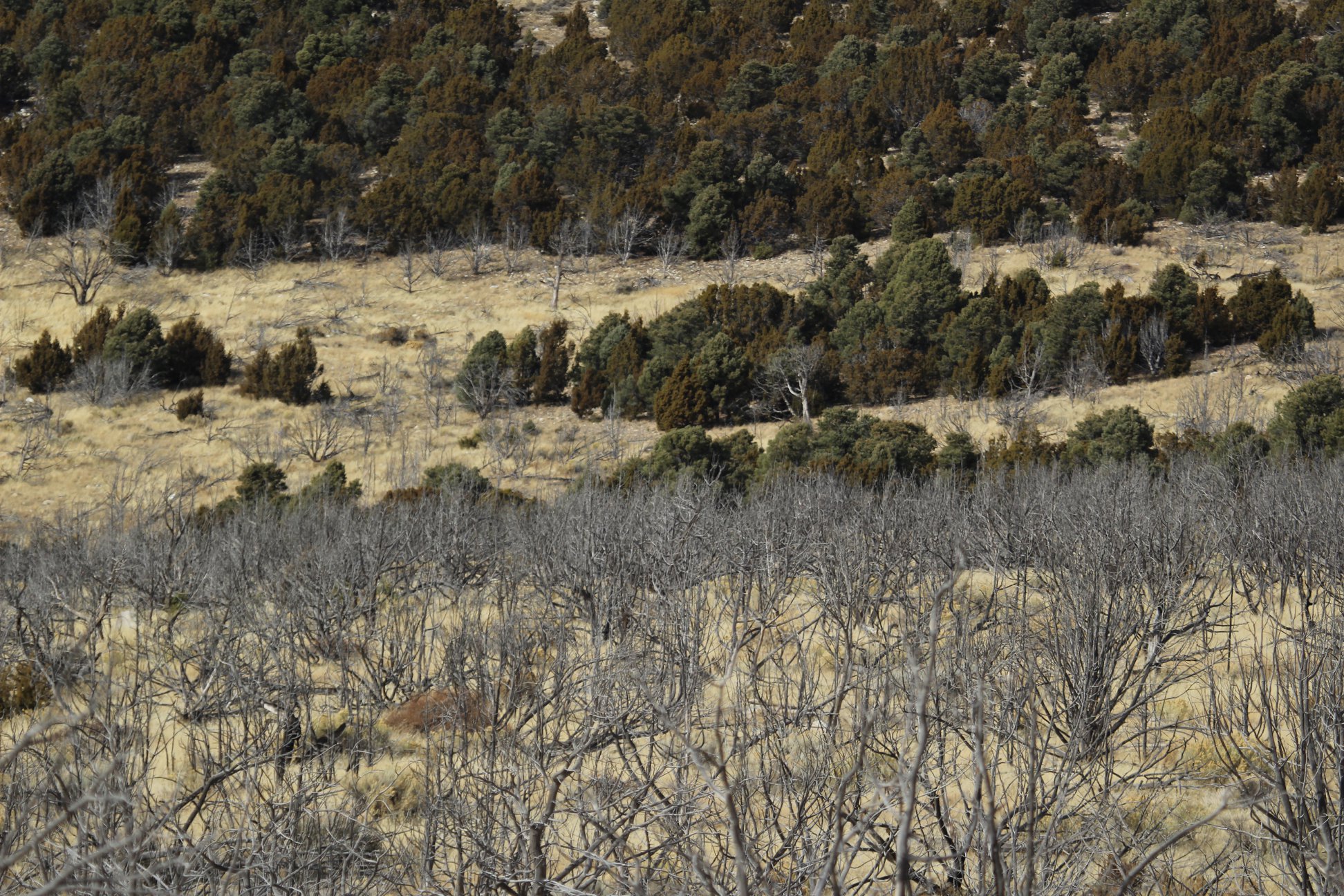 Dead trees years after a fire.