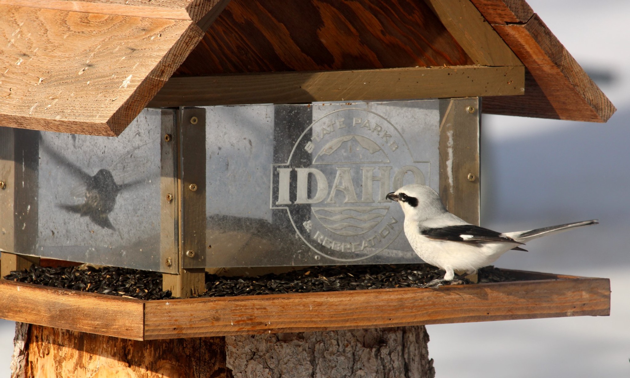 A Pine Siskin takes shelter inside the bird feeder while a Shrike waits outside